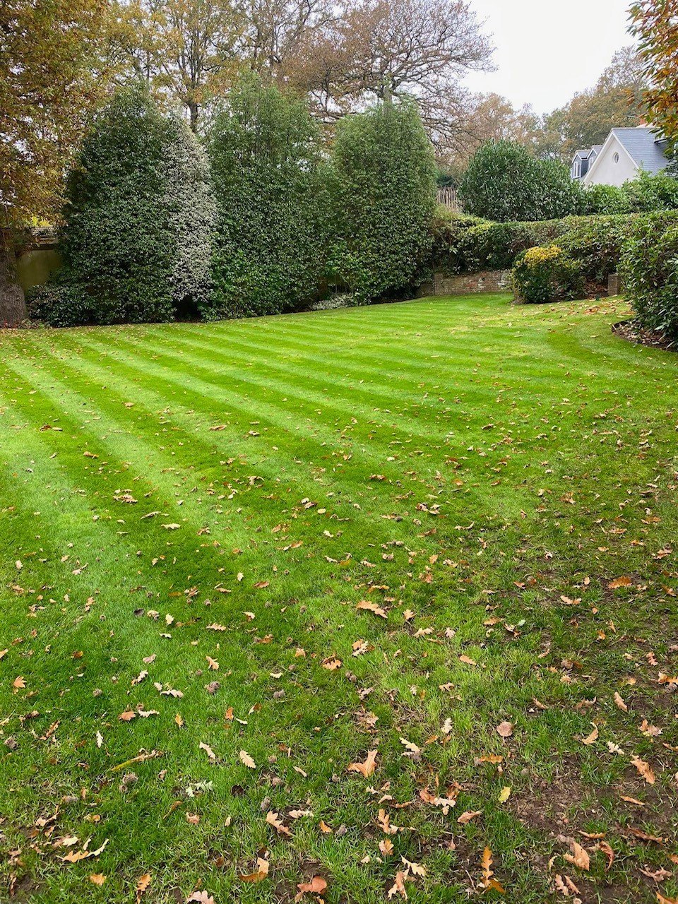 Manicured lawn with striped mowing pattern, bordered by tall hedges and autumn leaves, with a white house visible in background